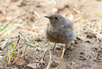 Black redstart, Phoenicurus ochruros. A bird sits on the ground