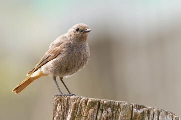 Black redstart, Phoenicurus ochruros. A bird stands on an old stump