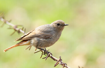 Black redstart, Phoenicurus ochruros. A bird sits on barbed wire