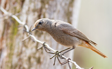 Black redstart, Phoenicurus ochruros. A bird sits on barbed wire