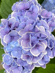 Beautiful summer Hydrangea blossom, vibrant lilac petals with white hems like lace, earth beauty gifts for our eyes healing, street of central Tokyo Japan, year 2022 June 15th 