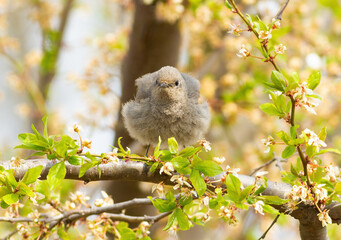 Black redstart, Phoenicurus ochruros. A bird sits on a tree branch