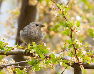 Black redstart, Phoenicurus ochruros. A bird sits on a tree branch