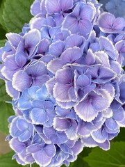 Beautiful summer Hydrangea blossom, vibrant lilac petals with white hems like lace, earth beauty gifts for our eyes healing, street of central Tokyo Japan, year 2022 June 15th 