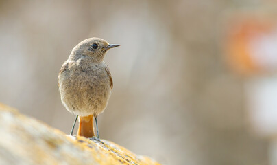 Black redstart, Phoenicurus ochruros. A bird stands on an old stone