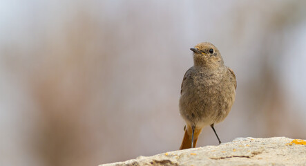 Black redstart, Phoenicurus ochruros. A bird stands on an old stone