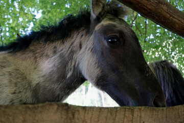 Polish Konik - brown pony - close-up on head