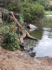 crocodile in the river