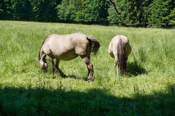 Obraz na płótnie Canvas Polish Konik - two brown horses