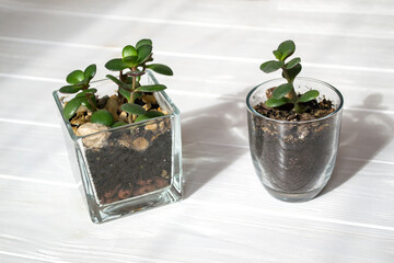 Crassula ovata home plant on a white wooden background.