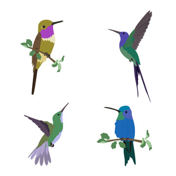Hummingbirds. Set of four hummingbird on a white isolated background. Vector illustration.