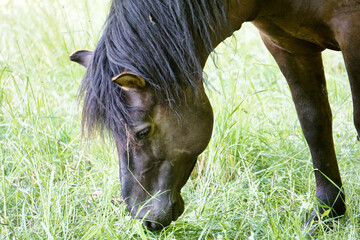 Polish Konik - brown pony eating grass - close-up on head