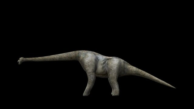 4K Brontosaurus animation.8 Second Long.Transparent Alpha video.