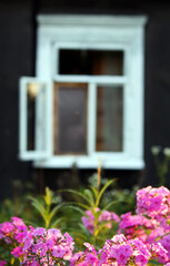 Pink peony flowers blooming under the window of the rural house building. 
