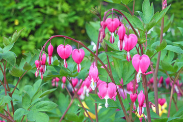 Purple Bleeding heart flowers (Dicentra spectabilis) against green foliage. © Valemaxxx