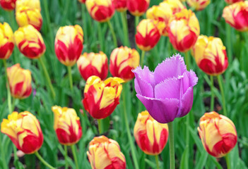 Fototapeta premium Purple terry tulip on the background of yellow-red tulips. Blooming Gesner's tulips.