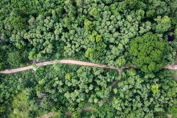 Aerial view of forestry green perennial tree in tropical rainforest. Carbon footprint and decarbonisation