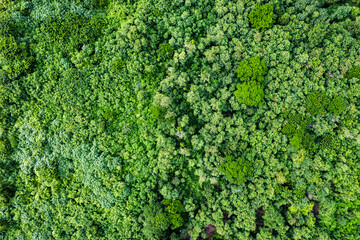 Aerial view of forestry green perennial tree in tropical rainforest. Carbon footprint and decarbonisation - obrazy, fototapety, plakaty