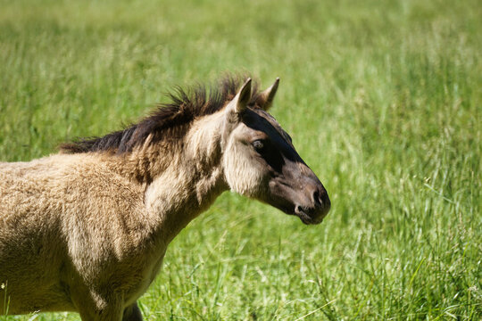 Polish Konik - young brown pony - close-up on head