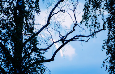 Tree branches on blue sky background. 