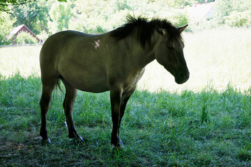 Obraz na płótnie Canvas Polish Konik - brown pony standing on pasture