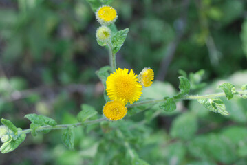 Flores amarillas en prado verde silvestre