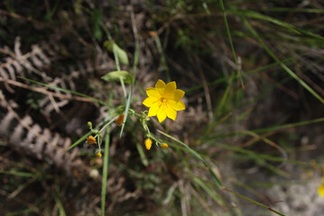 Flor amarillo sobre prado silvestre en plana naturaleza