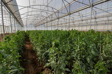 tomato plants in organic greenhouse2