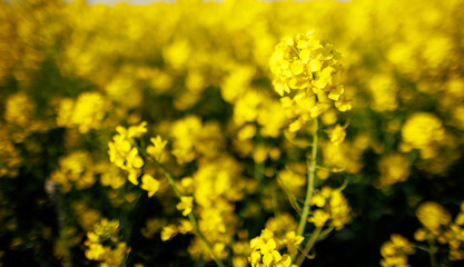 Close-up on flowers of rapeseed against background of leaves in sunshine