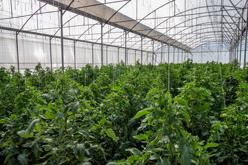 tomato plants in organic greenhouse