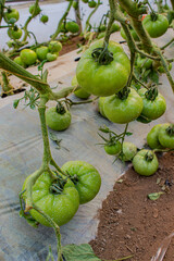 high production of organic tomato