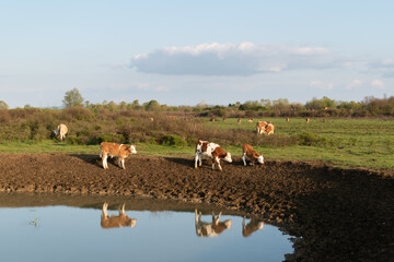 Calves at watering hole reflecting in water, rural landscape