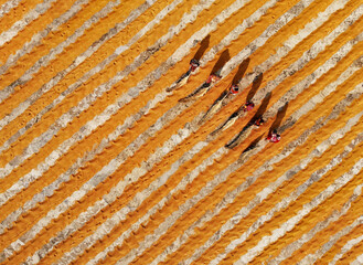Workers working in small rice mill. Rice, paddy grain drying in sun. Flipping and weeping rice grains. Aerial view of rice mill. 