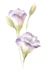 Delicate lisianthus flower in watercolor on a white background. Watercolor illustration. Graceful eustoma flower. Wedding decorations.
