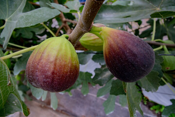 bunches of two organic figs