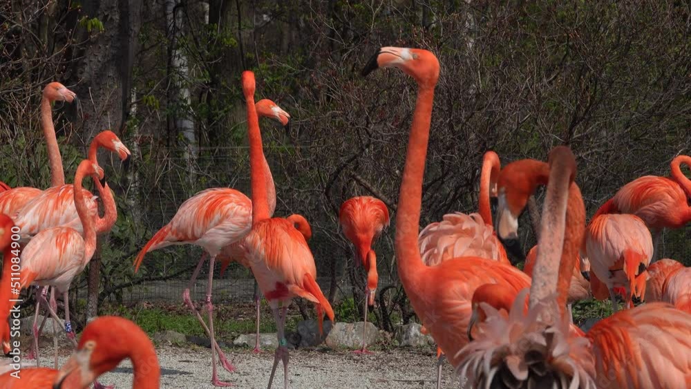 Sticker red screaming flamingos in the zoo