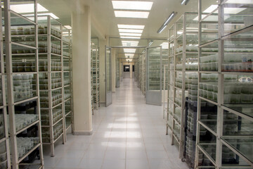 Laboratory for the production of in vitro plants2