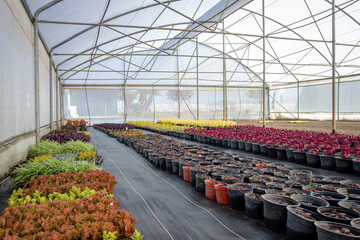 Production of potted flowers inside a greenhouse