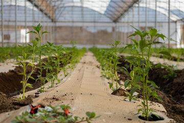 Birth of agricultural production in greenhouse