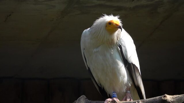  portrait egyption vulture slow motion