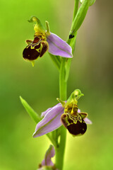 Bienen-Ragwurz; Ophrys apifera; bee orchid;