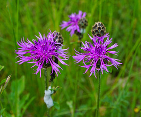 Skabiosen-Flockenblume; Centaurea scabiosa; greater knapweed