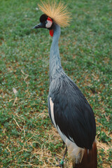 The crowned crane. A beautiful bird with a crest, long beak, and interesting coloring in nature