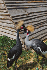 The crowned crane. A beautiful bird with a crest, long beak, and interesting coloring in nature