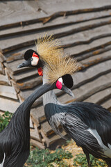 Fototapeta premium The crowned crane. A beautiful bird with a crest, long beak, and interesting coloring in nature