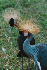 Fototapeta premium The crowned crane. A beautiful bird with a crest, long beak, and interesting coloring in nature