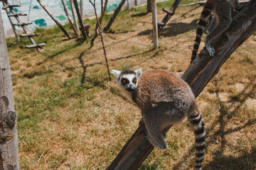 Lemurs and their babies resting and walking outside in the park