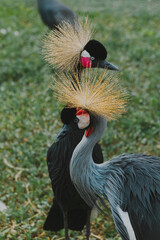 Fototapeta premium The crowned crane. A beautiful bird with a crest, long beak, and interesting coloring in nature