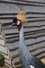 Fototapeta premium The crowned crane. A beautiful bird with a crest, long beak, and interesting coloring in nature