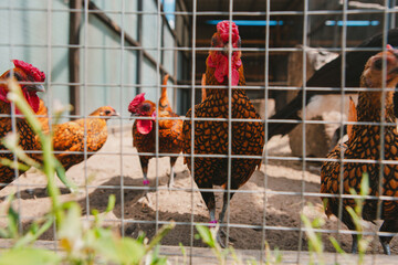 Beautiful purebred white rooster with red crest and orange plumage in a cage